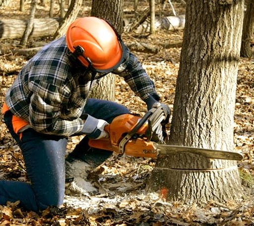 Tree Removal in Winfall, NC